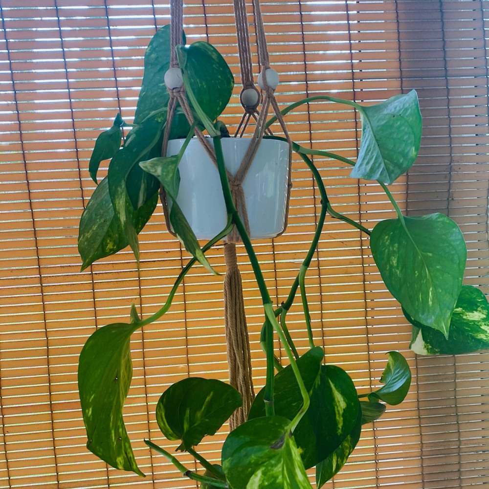 Plant macrame - Picture 4 of 6